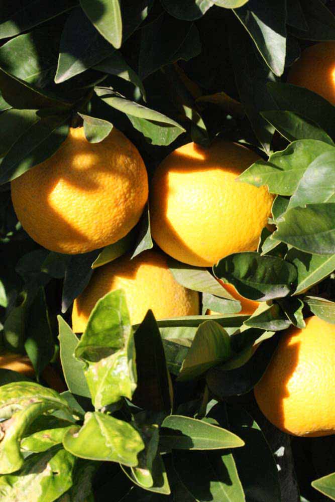            Fruit (Bream Tarocco, Riverside, CA)   